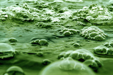 Concept Algae