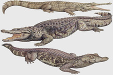 Concept Alligators and Crocodiles
