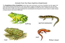Concept Amphibian Classification