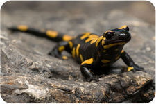 Concept Amphibian Evolution and Ecology