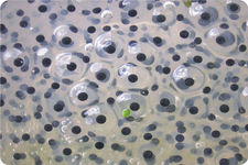 Concept Amphibian Reproduction and Development