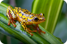 Concept Amphibian Structure and Function