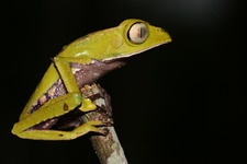 Concept Amphibians