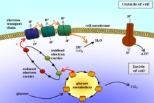 Concept Anaerobic vs Aerobic Respiration
