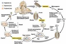 Concept Angiosperm Life Cycle