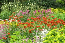 Concept Angiosperms