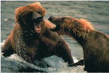 Concept Animal Behaviors