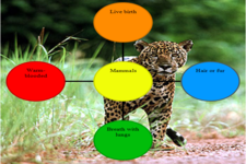 Concept Animal Characteristics