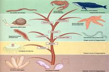 Concept Animal Classification