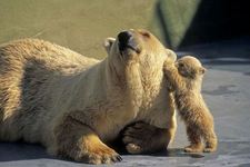 Concept Animal Communication