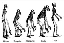 Concept Animal Evolution