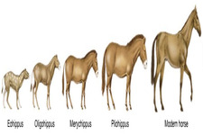 Concept Animal Evolutionary Patterns