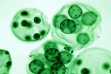 Concept Animal-like Protists