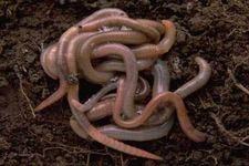 Concept Annelids