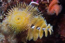 Concept Aquatic Organisms