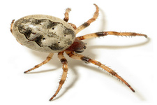 Concept Arachnids