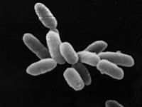 Concept Archaea