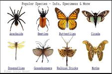 Concept Arthropods
