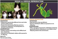 Concept Asexual vs. Sexual Reproduction