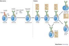 Concept B and T Cell Response