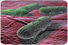 Concept Bacteria and Humans