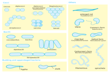Concept Bacteria Characteristics