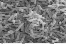 Concept Bacteria in the Digestive System