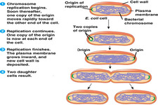 Concept Bacteria Reproduction