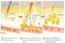 Concept Barriers to Pathogens