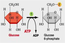 Concept Biochemical Reactions