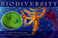 Concept Biodiversity