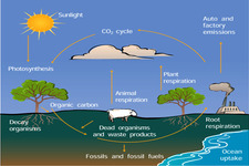 Concept Biogeochemical Cycles