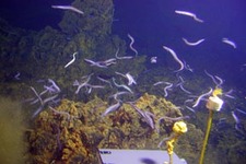 Concept Biological Communities