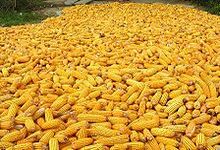 Concept Biotechnology in Agriculture