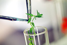 Concept Biotechnology
