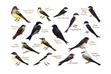 Concept Bird Classification