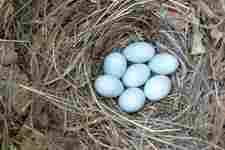 Concept Bird Ecology