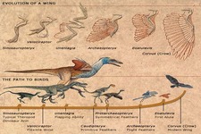 Concept Bird Evolution