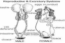 Concept Bird Reproduction