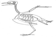 Concept Bird Structure and Function