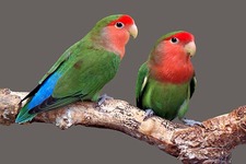 Concept Birds