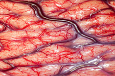 Concept Blood Vessels