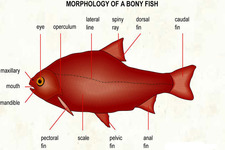 Concept Bony Fish