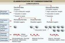 Concept Carbohydrate Classification