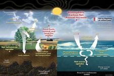 Concept Carbon Cycle and Climate