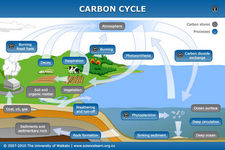 Concept Carbon Cycle
