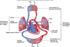 Concept Cardiovascular System