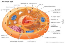 Concept Cell Biology