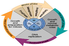 Concept Cell Cycle, Mitosis, and Meiosis