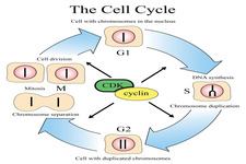 Cell Cycle ( Read ) | Life Science | CK-12 Foundation